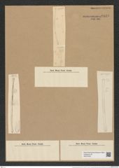 Pseudoeunotia biceps (Ehr.) Grun. (de-Toni-Nr.: Genus 105, Species 3245) Zeichnungen Sammlung Grunow Nr. 6648 (NHMW-BOT-W0375425)
